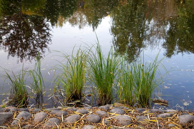 Staw W Jesiennym Parku Z Kamieniami Na Brzegu I Refleksami Drzew Piękno Natury