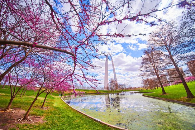 Zdjęcie staw z algami otoczony wiśniowym drzewem, a w oddali gateway arch of st louis