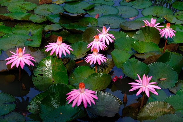 Staw z liliami wodnymi i kwiatami Nymphaeaceae to rodzina roślin kwitnących lilia wodna