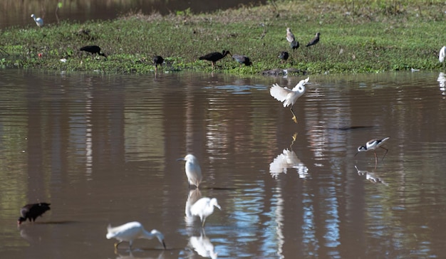 Staw z ptakami piękny staw pełen ptactwa wodnego selektywne skupienie światła naturalnego