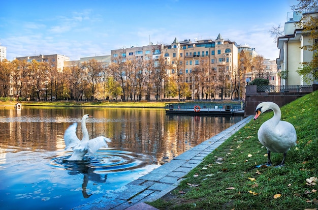 Stawy patriarchy w jesienny słoneczny dzień i białe łabędzie Moskwa
