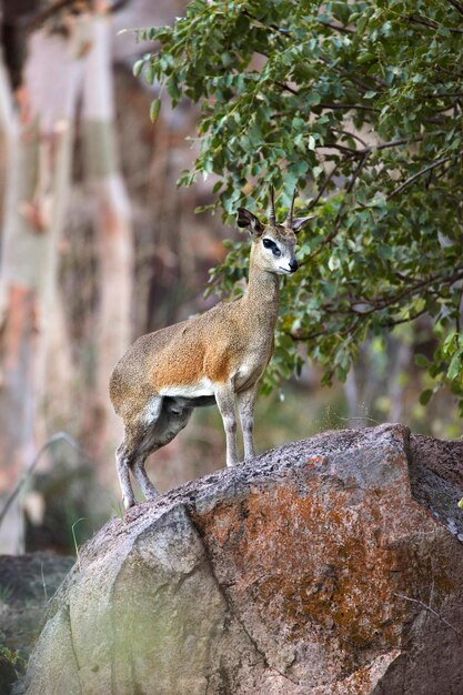 Steenbok Raphicerus campestris Namibia