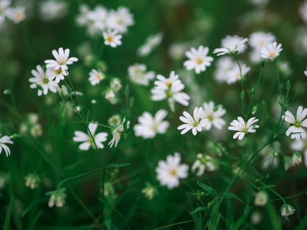 Stellaria białego kwiatu lasowa natura