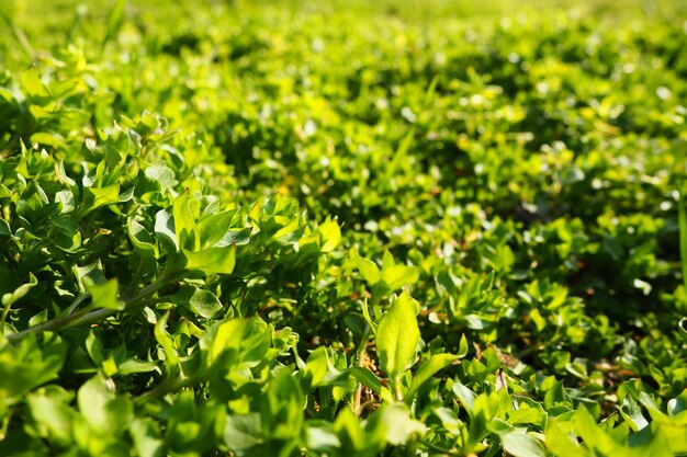 Stellaria media to gatunek rośliny z rodzaju Stellaria z rodziny goździkowatych Caryophyllaceae Znane pod nazwami mozga kanarek trzcinnik przepuklina trzcinnik kędzierzawy naturalna łąka