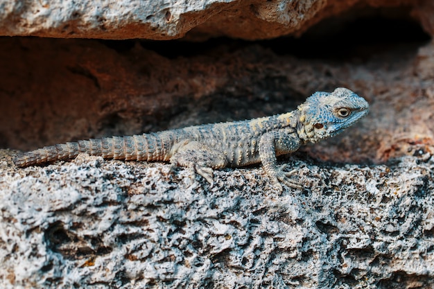 Stellion lub agama-gardun to gatunek jaszczurek agamidae z monotypowego rodzaju Stellagama.