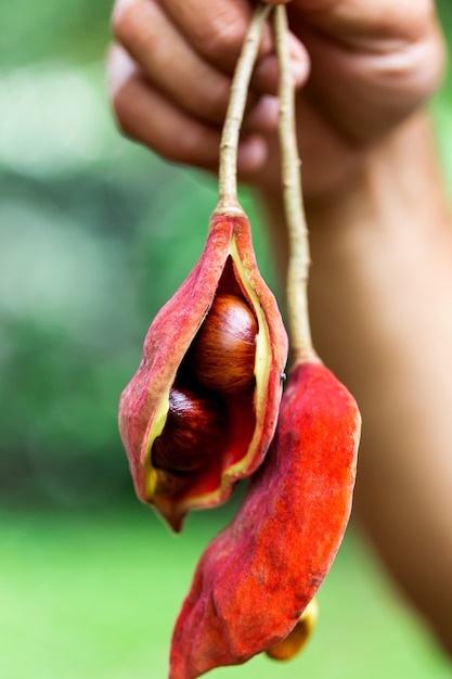 Zdjęcie sterculia monosperma, kasztan chiński