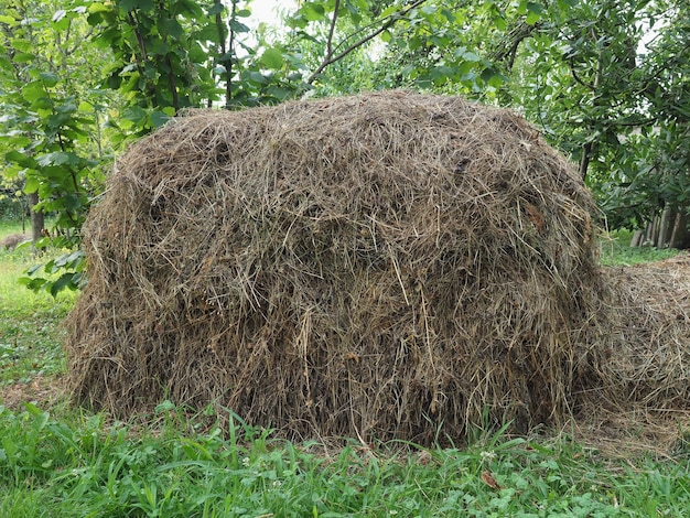 Sterta Siana Na Trawniku