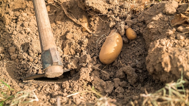 Sterta świeżych ekologicznych zbiorów ziemniaków na polach Plantacja kiełkujących bulw ziemniaka