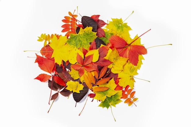 Sterta wielu jesiennych kolorowych liści, tekstura tło