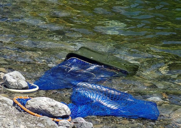 Stil życia Ryba Pływactwo W Błękit Sieci Z Bieżącą świeżą Rzeką Na Lato Sezonie.