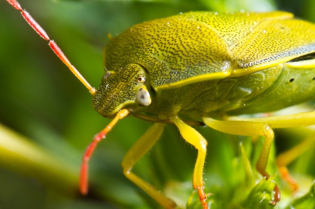 Stink Bug (Nezara viridula)