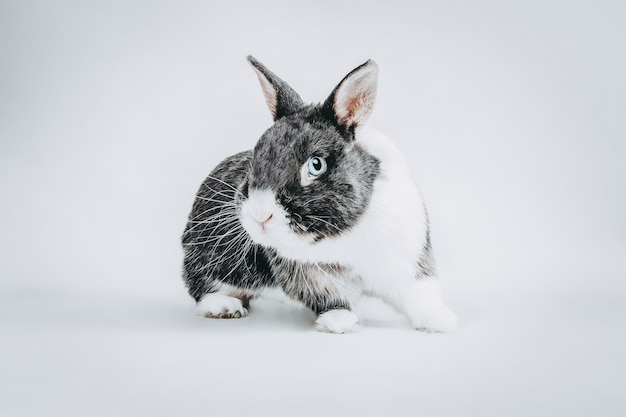 Stock Photography Biały I Szary Królik Na Białe Niebieskie Oczy