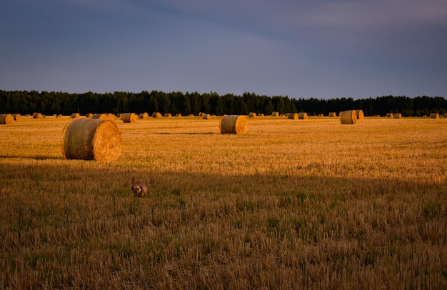 Stogi Siana Na Polu O Zachodzie Słońca