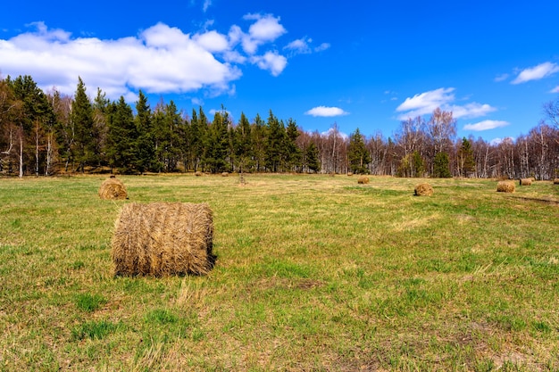 Stogi siana na polu w lesie w górach