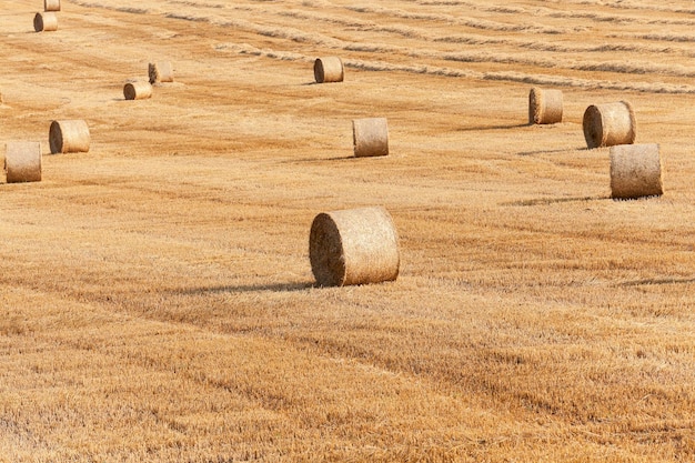 Stogi siana w polu słomy