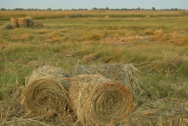 Stogi siana zwinięte w bele na polach kuban