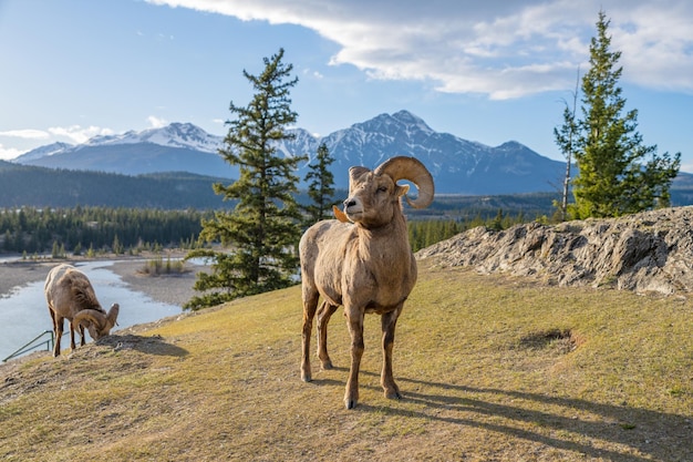 Stojąca owca BigHorn Ovis canadensis baran portret Canadian Rockies Krajobraz Parku Narodowego Jasper