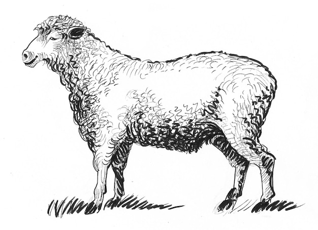 Stojąca owca. Czarno-biały rysunek tuszem