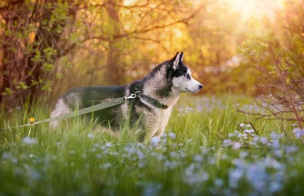 Stojący czarno-biały siberian husky Szczęśliwy pies na naturalnym krajobrazie Niebieskie oczy