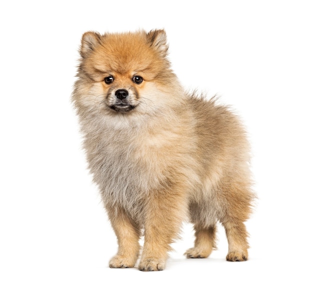 Stojący Keeshond, na białym tle