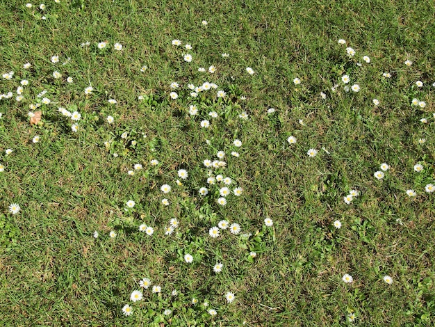 Stokrotka (Bellis perennis) biały kwiat