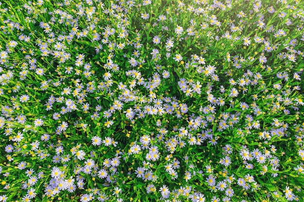 Stokrotka kwiat abstrakcyjne tło. Biali kwiaty na zielonej trawie w ogródzie