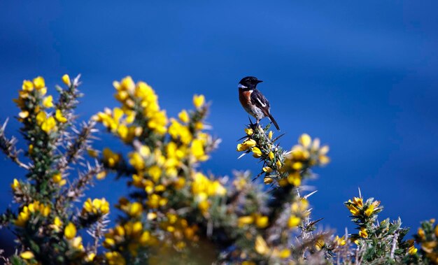 Stonechats Siedzący Na Kwitnących Krzewach Kolcolistów W Walii