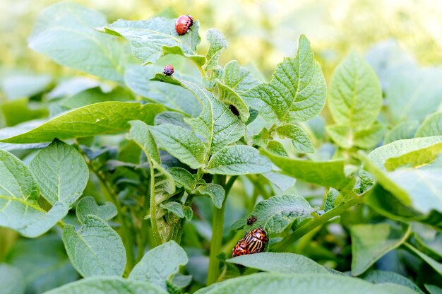 Stonka ziemniaczana Błędy na liściach ziemniaka w naturze naturalne tło zbliżenie