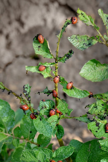 Stonka Ziemniaczana (leptinotarsa Decemlineata) - Szkodnik Ziemniaków I Pomidorów. Larwy Stonki Ziemniaczanej Zjadają Liście Ziemniaka