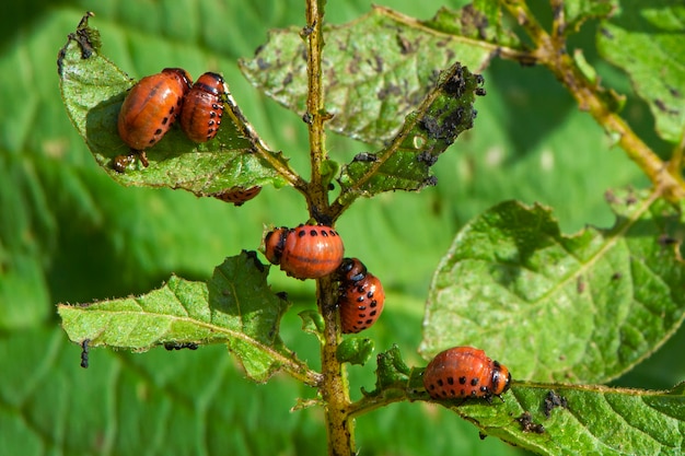 Stonka Ziemniaczana Leptinotarsa Decemlineata Szkodnik Ziemniaków I Pomidorów