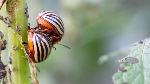 Stonka ziemniaczana zjada zieleń na liściach ziemniaka