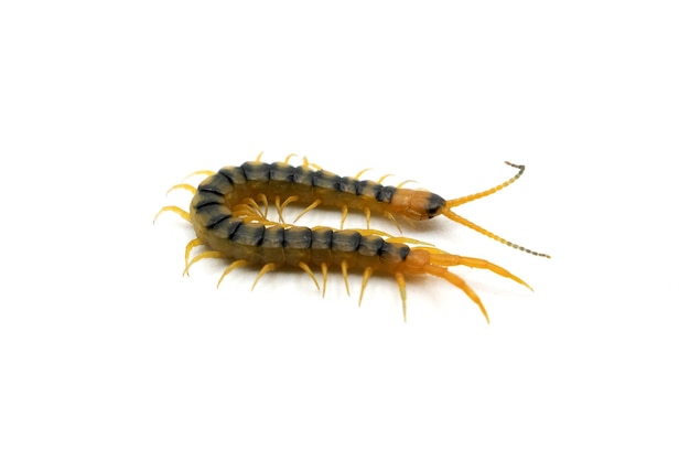 stonoga scolopendra izolowana na białym tle