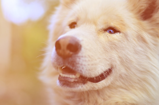 Stonowany portret białego husky syberyjskiego Samoyed z heterochromią