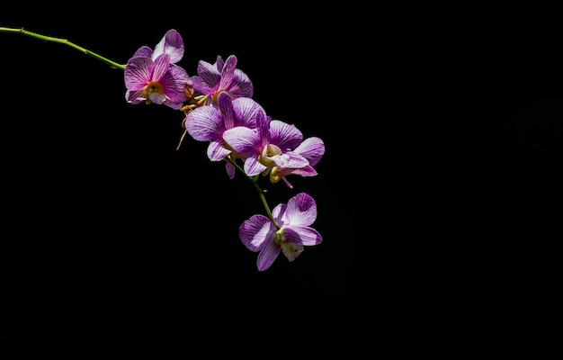 Storczyk Dendrobium Enobi W Płytkim Skupieniu