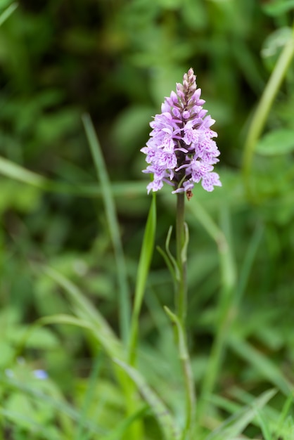 Storczyk plamisty (Dactylorhiza maculata ericetorum) kwitnący wiosną