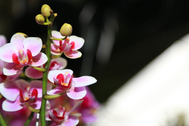 storczyk wiosna kwiaty tło