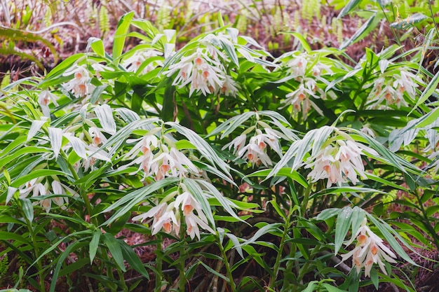 Storczyki Thunia alba kwitną z bliska w przyrodzie piękne białe storczyki w ogrodzie botanicznym