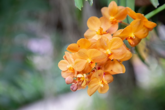 Storczykowy kwiat w orchidea ogródzie przy zimy lub wiosny dniem. Vanda Orchid.