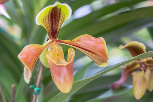 Storczykowy kwiat w orchidea ogródzie przy zimy lub wiosny dniem