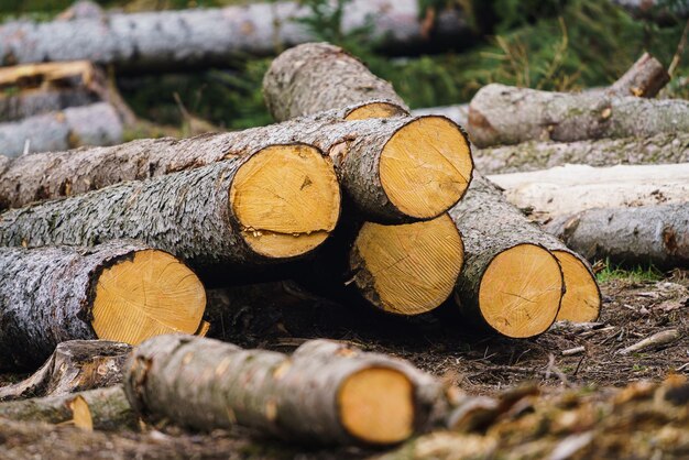 Stos drewna Widok ogromnych stosów kłód