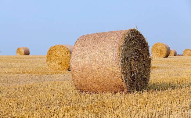 Stos słomy na polu