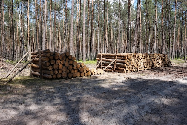 Stosy Kłód Drewna W Lesie