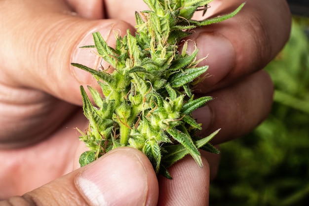 Zdjęcie stożek marihuany w rękach z bliska medyczna roślina konopi