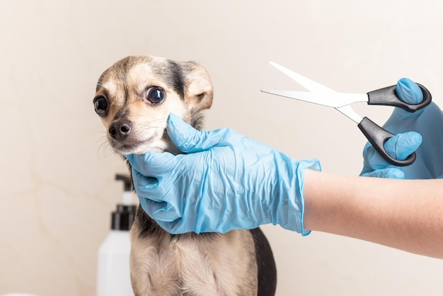 Strach przed pielęgnacją psa Zabawny szczeniak teriera z dużymi wyłupiastymi oczami boi się groomera z nożyczkami w salonie fryzjerskim dla zwierząt