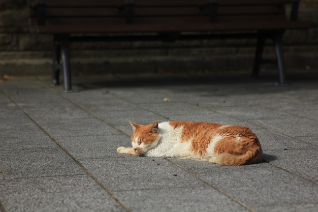 Street Cat śpi Na Ziemi, A Nie Na ławce, Pomarańczowo I Białym Kolorze