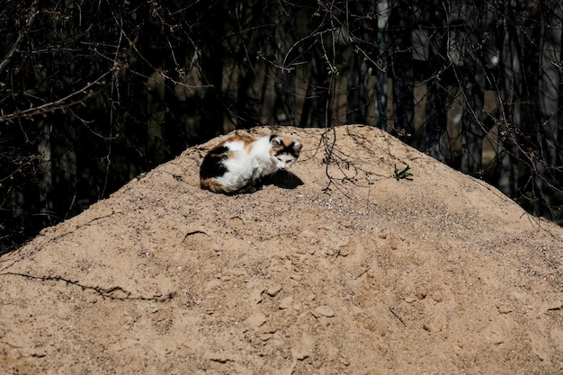 street cat