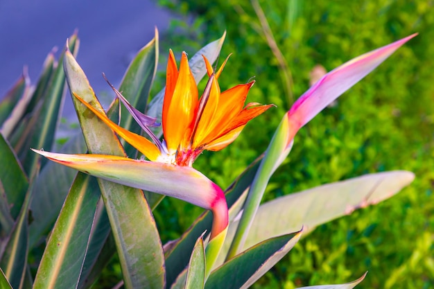 Strelitzia reginae Kwitnący kwiat rośliny strelitzia royale