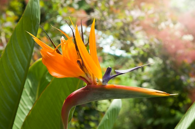 Strelitzia Reginae zbliżenie kwiat żółty tropikalny ptak rajski Heliconia kwiat żurawia