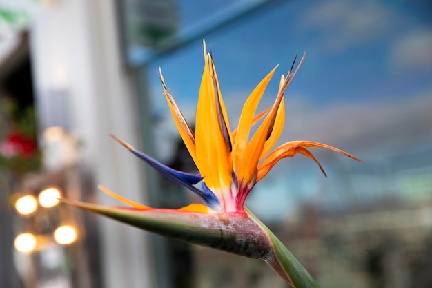 Strelitzia royale Birds of Paradise Piękny egzotyczny kwiat o jasnożółtym kolorze na niebieskim tle