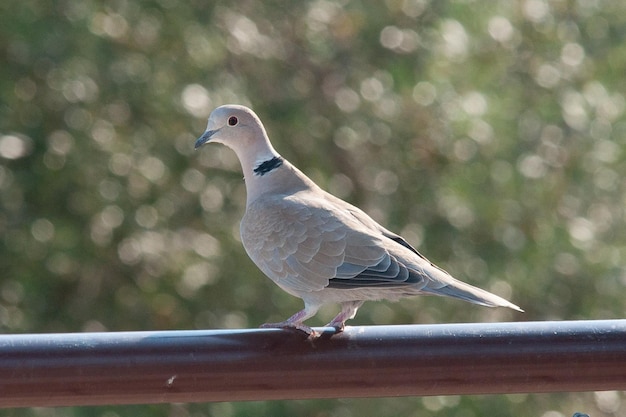 Streptopelia decaocto jest pospolitym ptakiem Columbidae turkawka